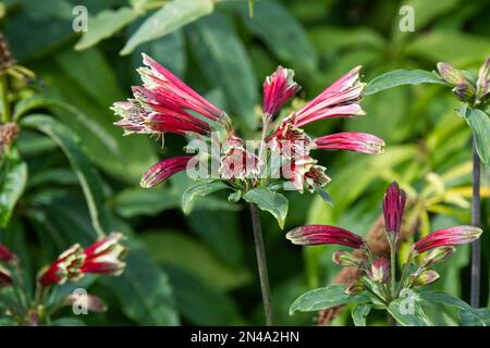 Fleurs rouges de trompette de Alstroemeria psittacina également connu sous le nom de lys de perroquet au Royaume-Uni jardin septembre Banque D'Images