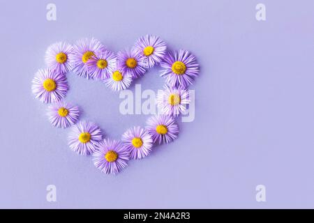 Violet erigeron fleurs en forme de coeur sur fond bleu avec espace pour le texte. Le concept de l'amour et de la Saint-Valentin heureuse Banque D'Images