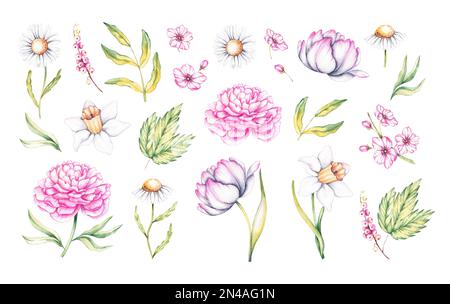 Jeu de fleurs de printemps aquarelle. Pivoine, jonquille, camomille, tulipe, cassis pour la conception de cartes postales, emballages, étiquettes, sites Web, applications, etc Banque D'Images