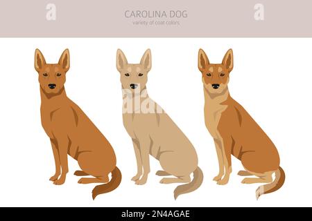 Chien de Caroline clipart. Différentes poses, ensemble de couleurs de pelage. Illustration vectorielle Illustration de Vecteur