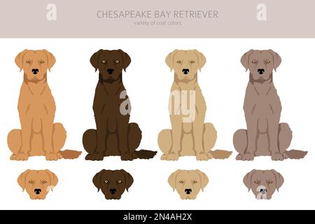 Chesapeake Bay Retriever clipart. Différentes poses, ensemble de couleurs de pelage. Illustration vectorielle Illustration de Vecteur