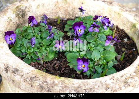 Beaux violons violets fleurissant dans un grand pot en céramique en pierre en hiver jardin de janvier Carmarthenshire pays de Galles Royaume-Uni Grande-Bretagne 2023 KATHY DEWITT Banque D'Images