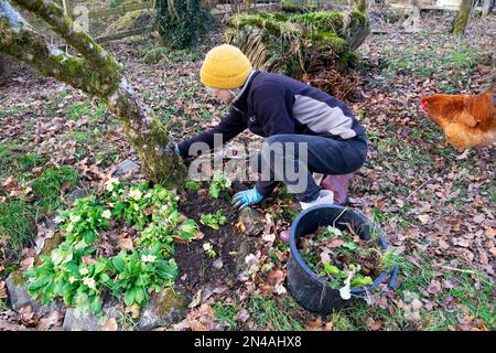 Femme plus âgée jardinage désherbage creusant le sol autour de fleurs polyanthus plantées autour de l'arbre en février hiver début printemps pays de Galles Royaume-Uni KATHY DEWITT Banque D'Images