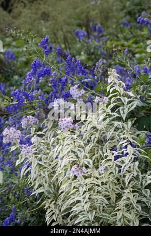 Feuillage et fleurs roses de Phlox paniculata Norah Leigh et bleu Aconitum monkshood dans un jardin britannique septembre Banque D'Images