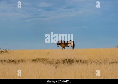 Poney Exmoor sur Exmoor Banque D'Images