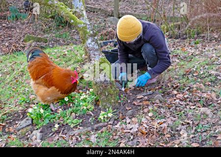 Femme senior coq dans le jardin jardinage désherbage autour de fleurs polyanthus plantées autour de l'arbre en février hiver début printemps pays de Galles Royaume-Uni KATHY DEWITT Banque D'Images