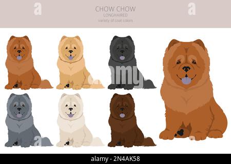 Chow Chow variété à poil long. Différentes poses, ensemble de couleurs de pelage. Illustration vectorielle Illustration de Vecteur
