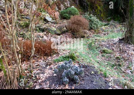 Vue du jardin de roche en hiver avec plantes vivaces arbustes, plante de sauge, hebe, sol gelé en février Carmarthenshire pays de Galles UK KATHY DEWITT Banque D'Images