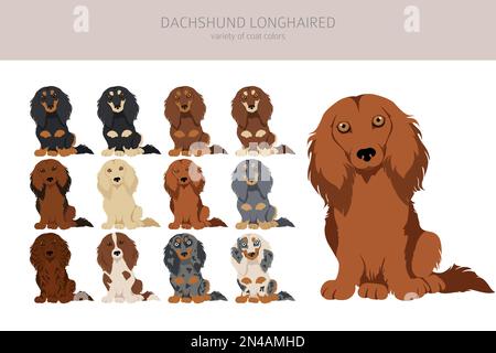 Dachshund long clipart aux cheveux. Différentes poses, ensemble de couleurs de pelage. Illustration vectorielle Illustration de Vecteur