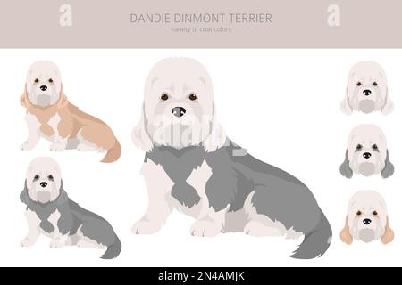 Dandie dinmont Terrier clipart.Différentes poses, ensemble de couleurs de pelage.Illustration vectorielle Illustration de Vecteur