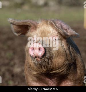 gros plan d'un cochon à portée libre Banque D'Images