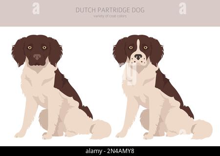 Chien de perdrix hollandais en forme de falaise.Différentes poses, ensemble de couleurs de pelage.Illustration vectorielle Illustration de Vecteur