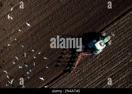 Une vue aérienne d'un tracteur labourant un champ agricole fertile avec un troupeau de mouettes et d'oiseaux qui s'enfuient pour se nourrir dans le sol Banque D'Images