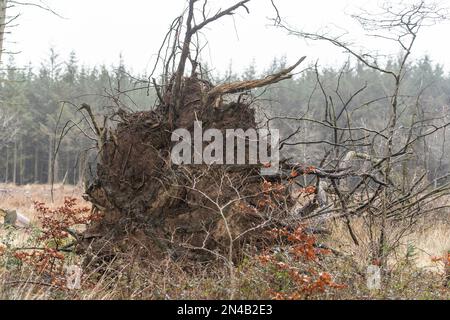 arbre endommagé par une tempête de vent Banque D'Images