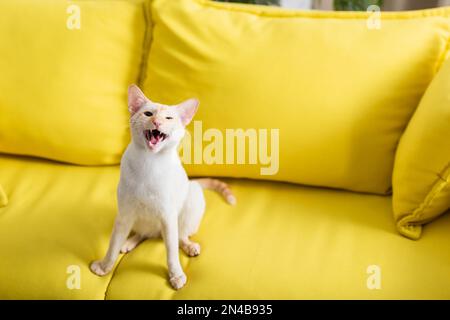 Chat oriental regardant la caméra en étant assis sur un canapé, image de stock Banque D'Images