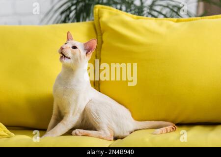 Chat oriental regardant loin en étant assis sur un canapé à la maison, image de stock Banque D'Images