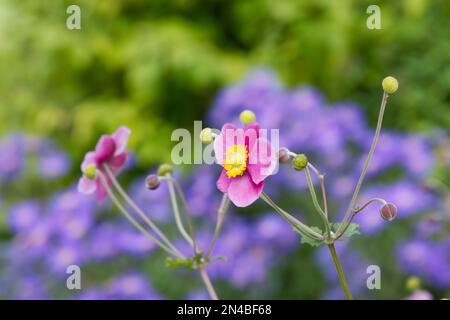 Fleurs roses aérées d'anémone japonaise hupehensis hadspen en abondance croissant dans un jardin britannique septembre Banque D'Images