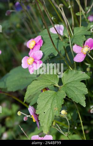 Fleurs roses aérées d'anémone japonaise hupehensis hadspen en abondance croissant dans un jardin britannique septembre Banque D'Images