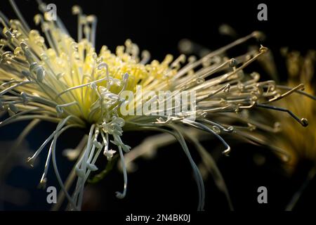 Les chrysanthèmes blancs, parfois appelés mamans ou chrysanthes, sont des plantes à fleurs du genre Chrysanthemum de la famille des Asteraceae. Chandramallika. Banque D'Images