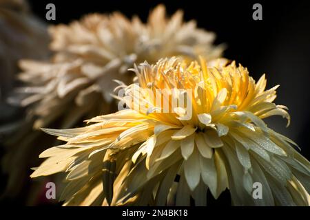 Les chrysanthèmes jaunes, parfois appelés mamans ou chrysanthes, sont des plantes à fleurs du genre Chrysanthemum de la famille des Asteraceae. Chandramallika. Banque D'Images