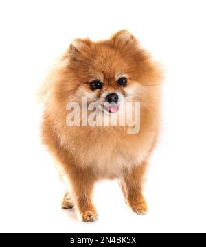 pomeranian senior devant un fond blanc Banque D'Images