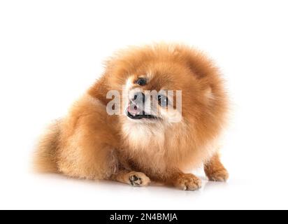 pomeranian senior devant un fond blanc Banque D'Images