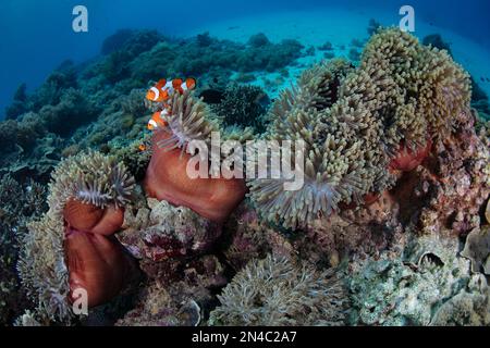 Fallowfish coloré, Amphiprion ocellaris, nagent parmi les tentacules de leur anémone symbiotique hôte sur un récif en Indonésie. Banque D'Images