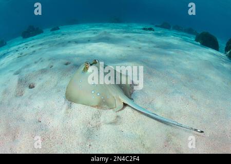 Une poussette à pois bleus, Neotrygon kuhlii, se trouve sur le fond marin sablonneux du parc national de Komodo, en Indonésie. Cette élasmobranche est commune sur les récifs coralliens. Banque D'Images