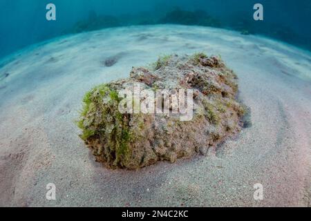 Un corégone de récif très venimeux, Synanceia verrucosa, attend d'embuer des proies sur un fond de mer sablonneux dans le parc national de Komodo, en Indonésie. Banque D'Images