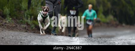 Les chiens et leurs propriétaires participent à une course populaire de canicross. Canicross chien course de mushing Banque D'Images