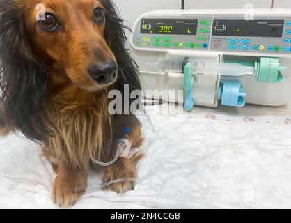 Un dachshund aux longs cheveux est assis sur une table avec un compte-gouttes dans un paw bandé. Traitement dans une clinique vétérinaire. Banque D'Images