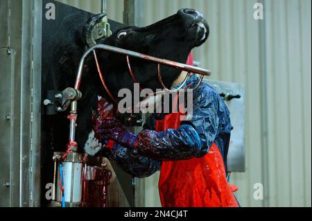 Homme beureur coupant la gorge d'un caw à l'aide d'un couteau, sa tête encombrée par le cadre d'une boîte pneumatique d'abattage étourdissant, abattoir. Banque D'Images
