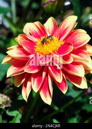 Abeille (APIS) se nourrissant de fleurs de dahlia rouges et jaunes dans un jardin français Banque D'Images