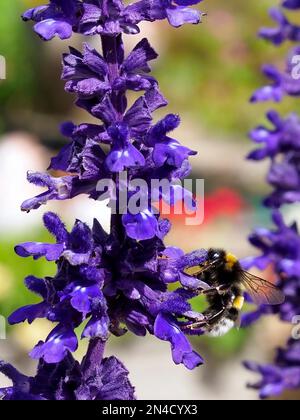 Macro orange et noir bourdon (Bombus terrestris) se nourrissant sur la fleur bleue de salvia et vu du profil Banque D'Images