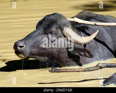 Gros plan buffle d'eau (Bubalus bubalis) nageant dans l'étang Banque D'Images