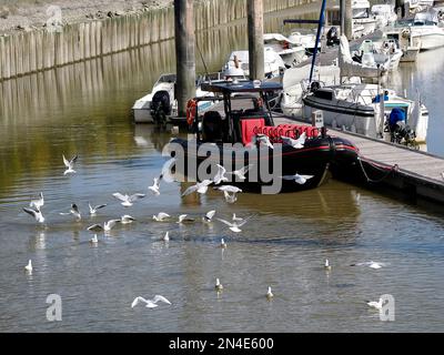 Port avec goélands en vol au Crotoy, une commune du département de la somme dans les hauts-de-France dans le nord de la France Banque D'Images