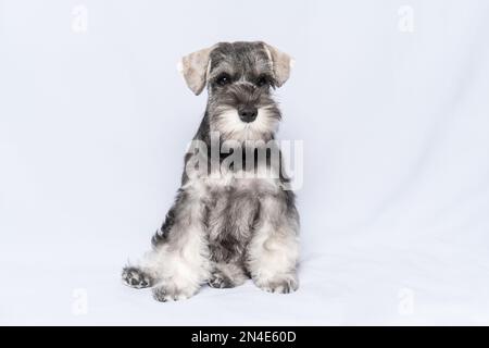 Miniature schnauzer blanc et gris se trouve et vous regarde sur un fond clair, espace de copie. Chiot schnauzer miniature barbu. Banque D'Images