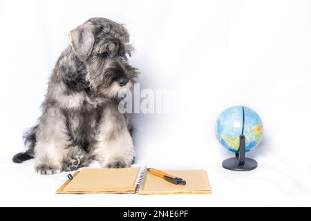 Sad miniature Schnauzer blanc et gris couleur assis à côté d'un bloc-notes et d'un stylo, globe sur un fond clair, espace de copie. Le chiot ne veut pas le Banque D'Images