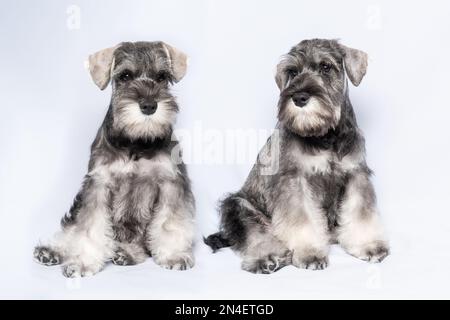Two white and gray miniature schnauzer dogs sit side by side on a light background, copy space. Bearded miniature schnauzer puppies. Family of dogs. Stock Photo