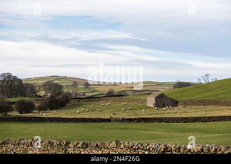 Moutons paître dans une petite exploitation adjacente à Little Newton ---- dans le village de long Preston, Yorkshire Dales. Banque D'Images