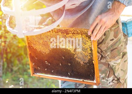 Situation de contrôle des apiculteurs dans une colonie d'abeilles. Cadre avec fondation avec les travailleurs de pose, à la recherche d'abeilles couveuses mortes, couvée étendue Banque D'Images