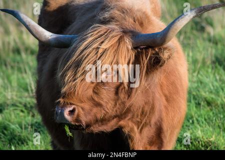 Portrait d'un cow des Highlands (Bos taurus taurus) avec de l'herbe qui dépasse de sa bouche Banque D'Images