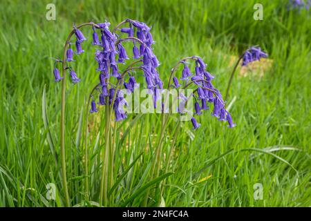 Un petit groupe de cloches anglaises (jacinthoides non-scripta) Banque D'Images