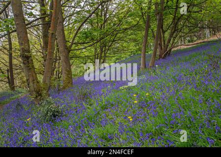 Un tapis de cloches anglaises ((jacinthoides non-scripta) avec quelques pissenlits jaunes (Taraxacum officinale) éparpillés parmi eux croissant en bois Banque D'Images