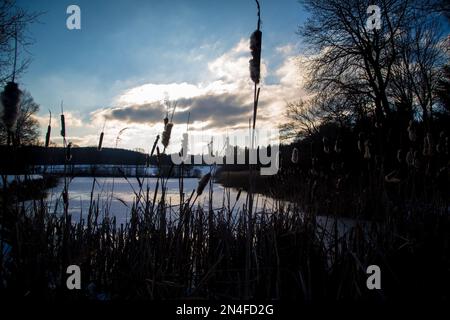 Roseaux et lac au coucher du soleil par une froide journée d'hiver, Waldviertel/ Autriche Banque D'Images