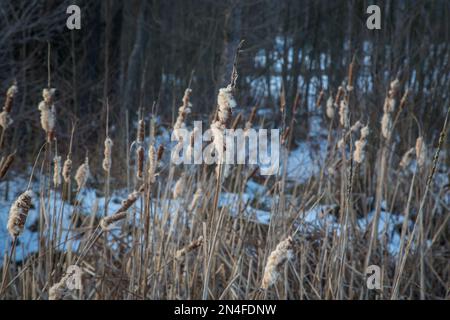 Reed en hiver, Waldviertel/ Autriche Banque D'Images