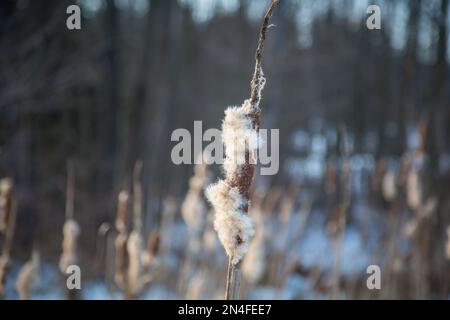 Reed en hiver, Waldviertel/ Autriche Banque D'Images