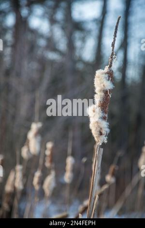 Reed en hiver, Waldviertel/ Autriche Banque D'Images