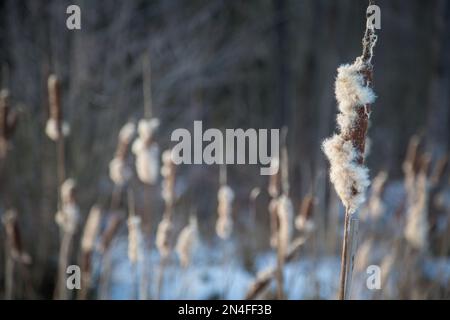 Reed en hiver, Waldviertel/ Autriche Banque D'Images