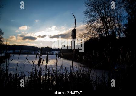 Roseaux et lac au coucher du soleil par une froide journée d'hiver, Waldviertel/ Autriche Banque D'Images